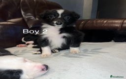 Border Collie dogs for sale: Border Collie Pups - Advert 6