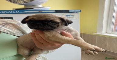 Pug dogs - Advert 3