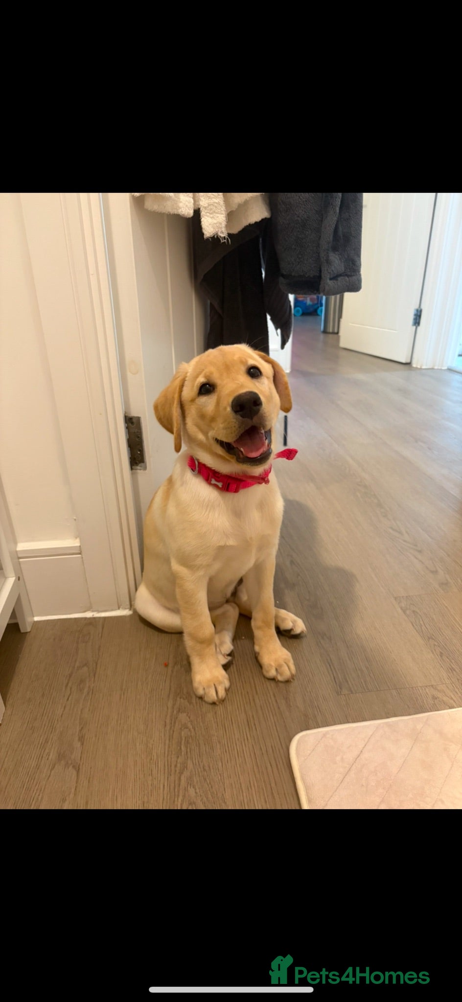 Labrador Retriever dogs 12 Week Old Female Lab For Sale - Advert 12