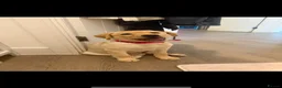 Labrador Retriever dogs for sale: 12 Week Old Female Lab For Sale - Advert 1