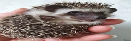 Pygmy Hedgehog rodents for sale: Full pedigree African pygmy hedgehog babies  - Advert 9