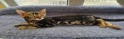 Bengal cats for sale: Bengal Kittens(Silk marble bengal available) - Advert 6
