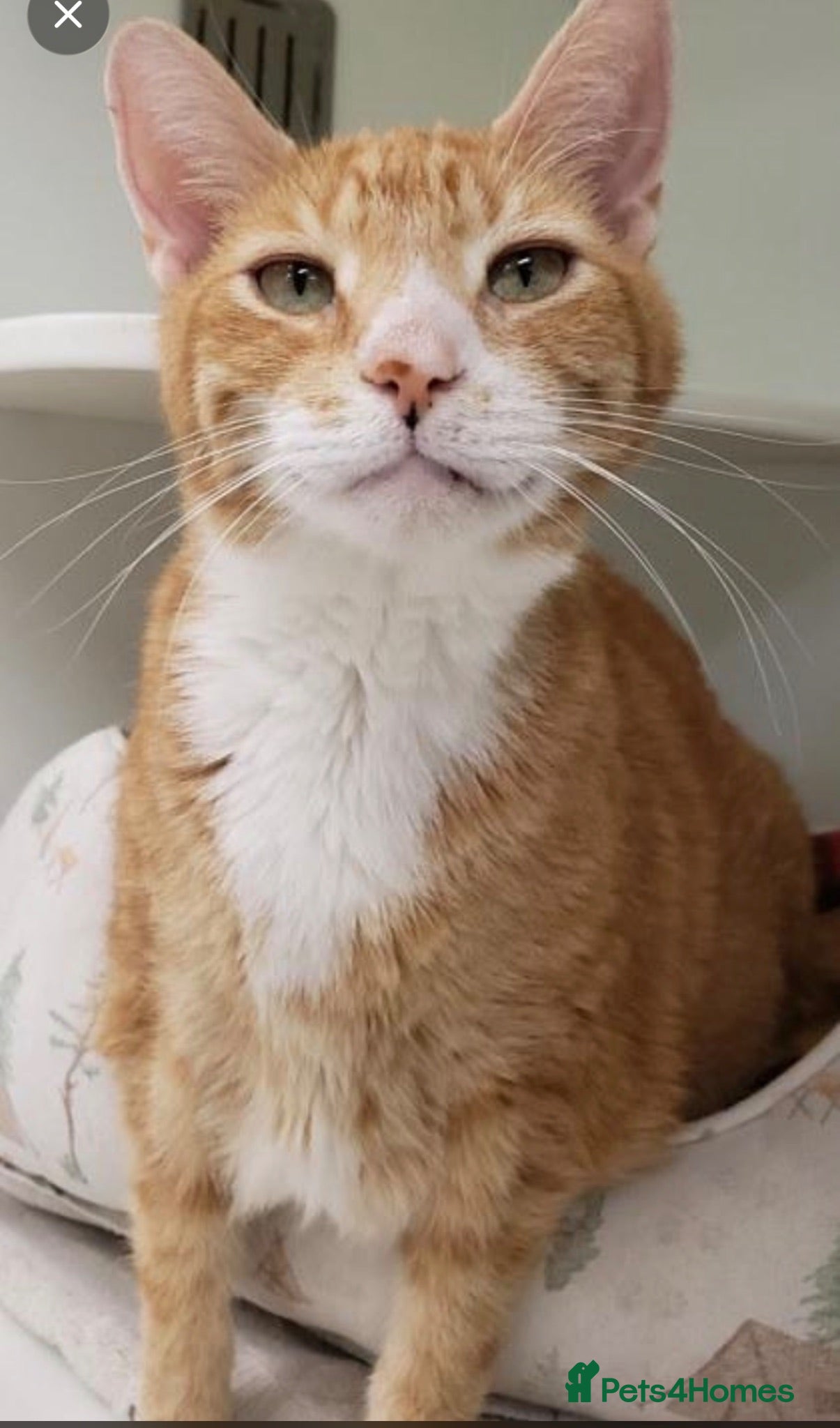 Domestic Shorthair cats Adorable Kittens Looking for Loving Homes - Advert 2