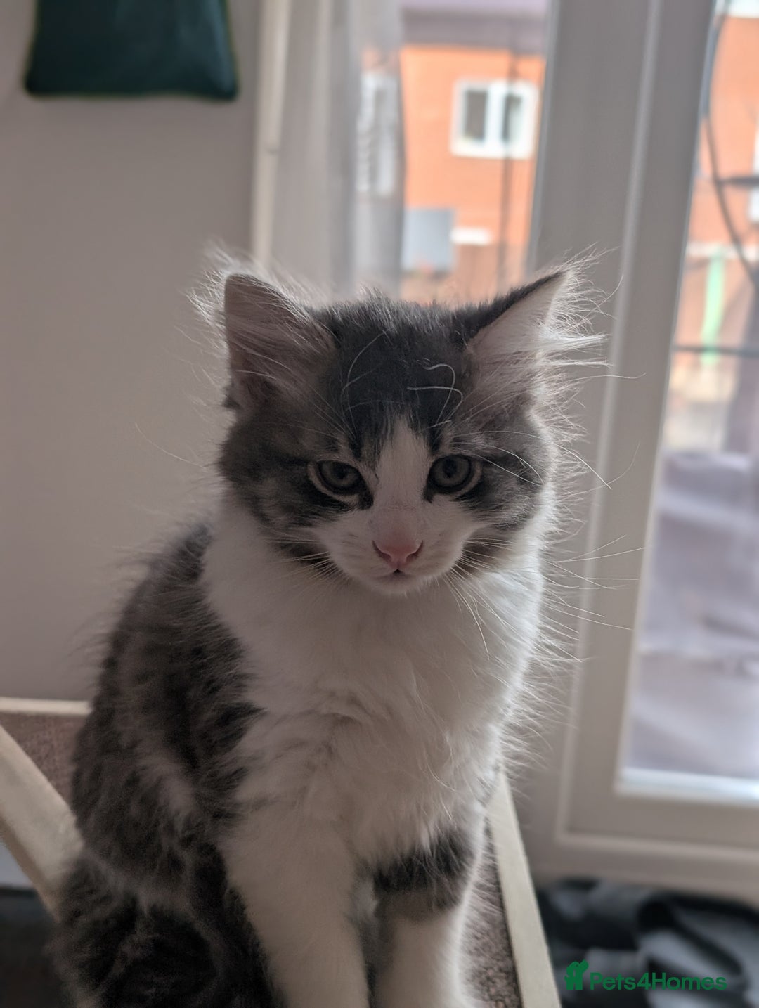 Mixed Breed cats for sale: Beautiful kittens - Image 2