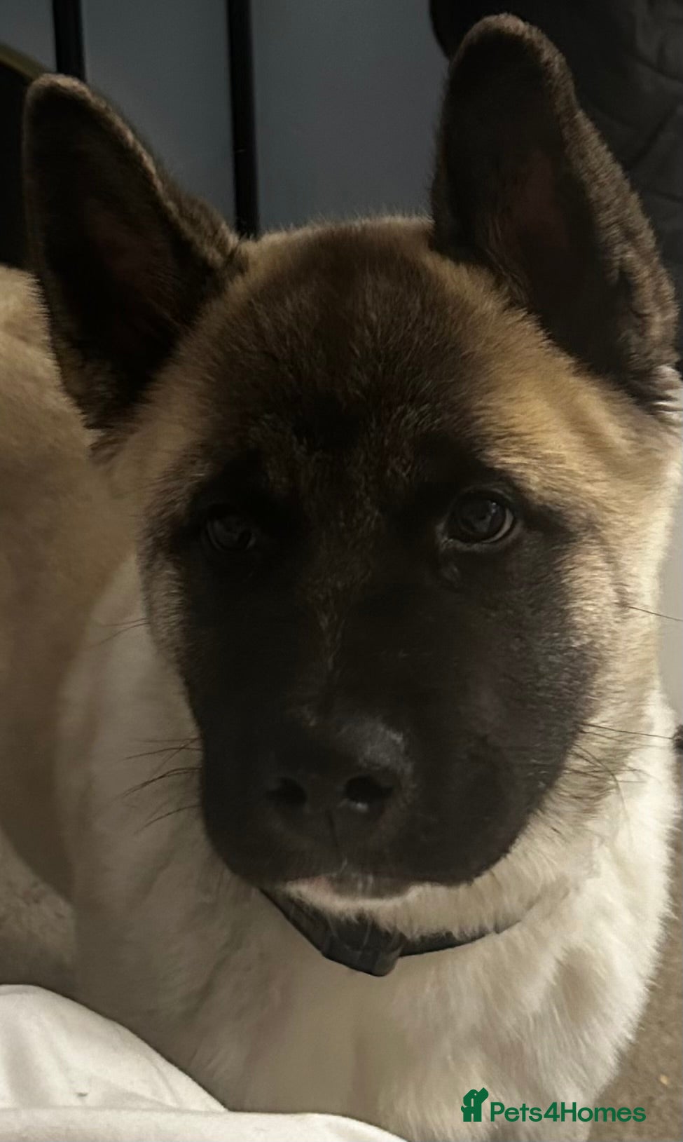 Akita dogs Lovely 5 month old boy urgently needing new home  - Advert 2