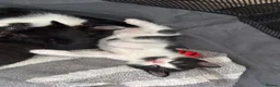 Domestic Shorthair cats for sale: BEAUTIFUL BLACK & White Tuxedo Kittens  in Ilford - Advert 9