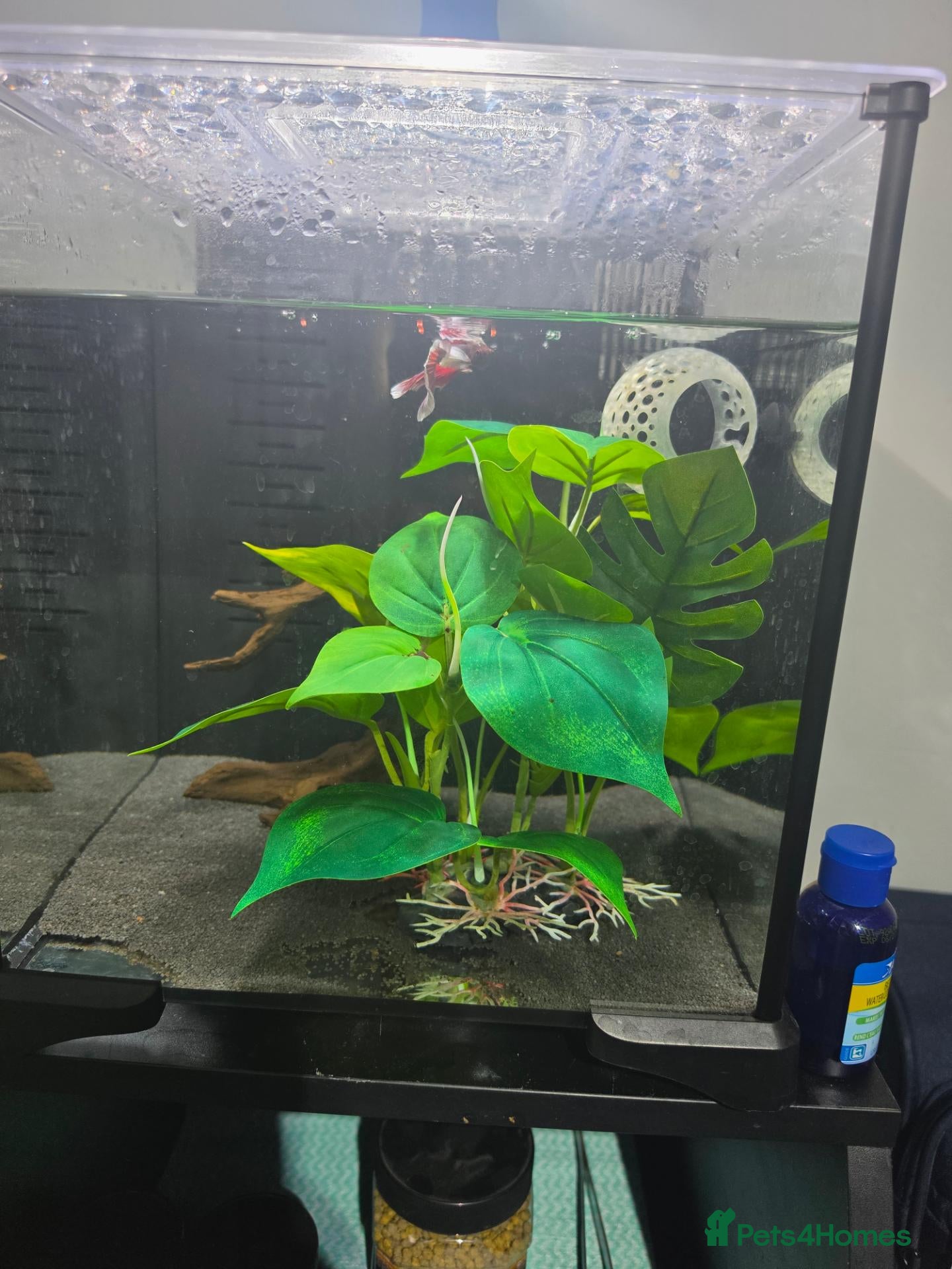 Bettas fish Full betta setup - Advert 3