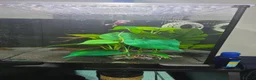 Bettas fish for sale: Full betta setup - Advert 1