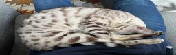 Bengal cats for sale: Two Bengal Boys - Advert 6