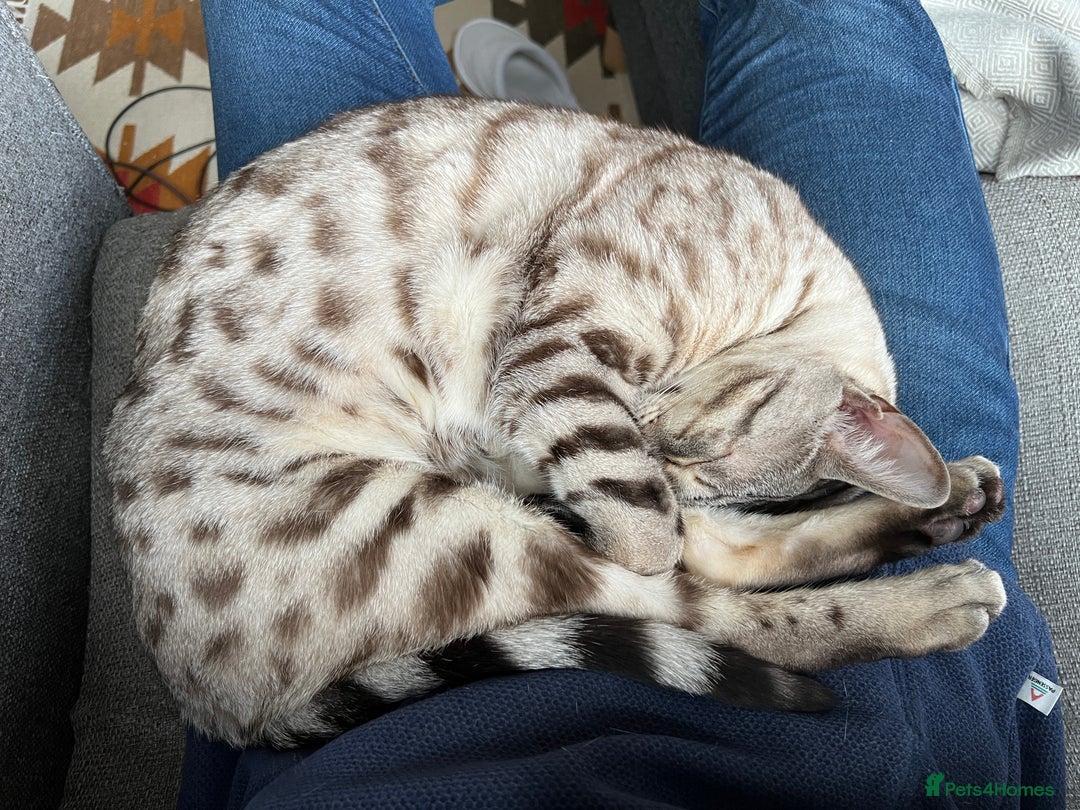 Bengal cats for sale: Two Bengal Boys - Advert 6