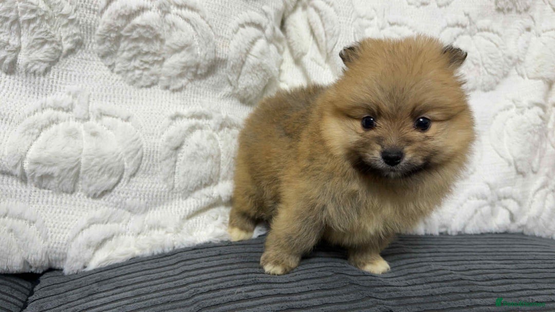 Pomeranian dogs for sale: ✨ Fluffy Pomeranian Puppies – Ready in October! - Image 2