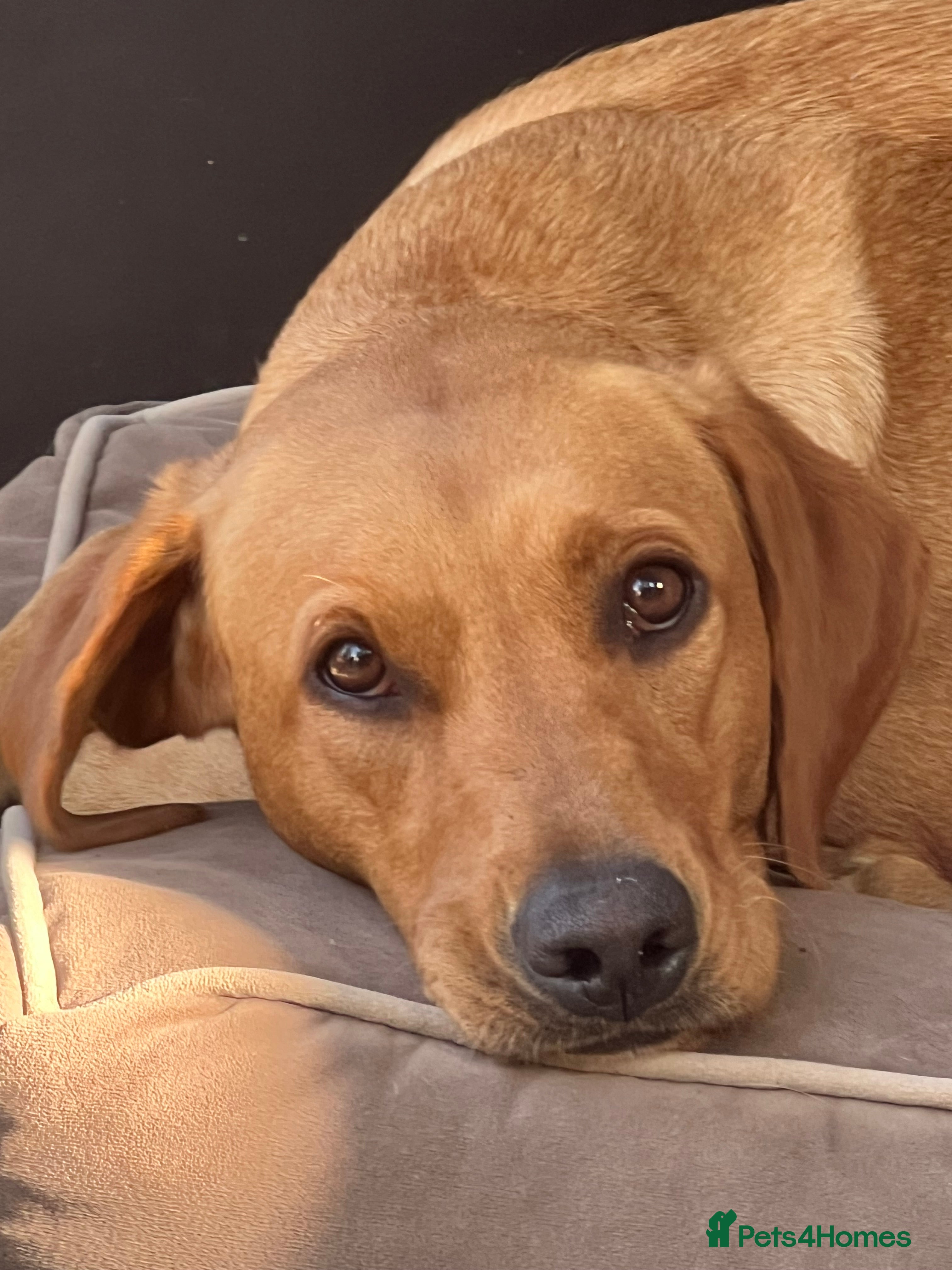 Labrador Retriever dogs Archer in Northampton - Advert 7