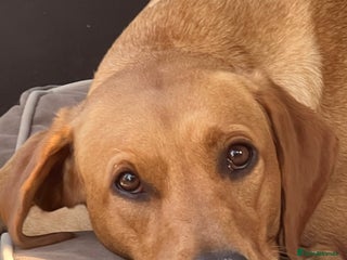 Labrador Retriever dogs in Northampton - Advert 35
