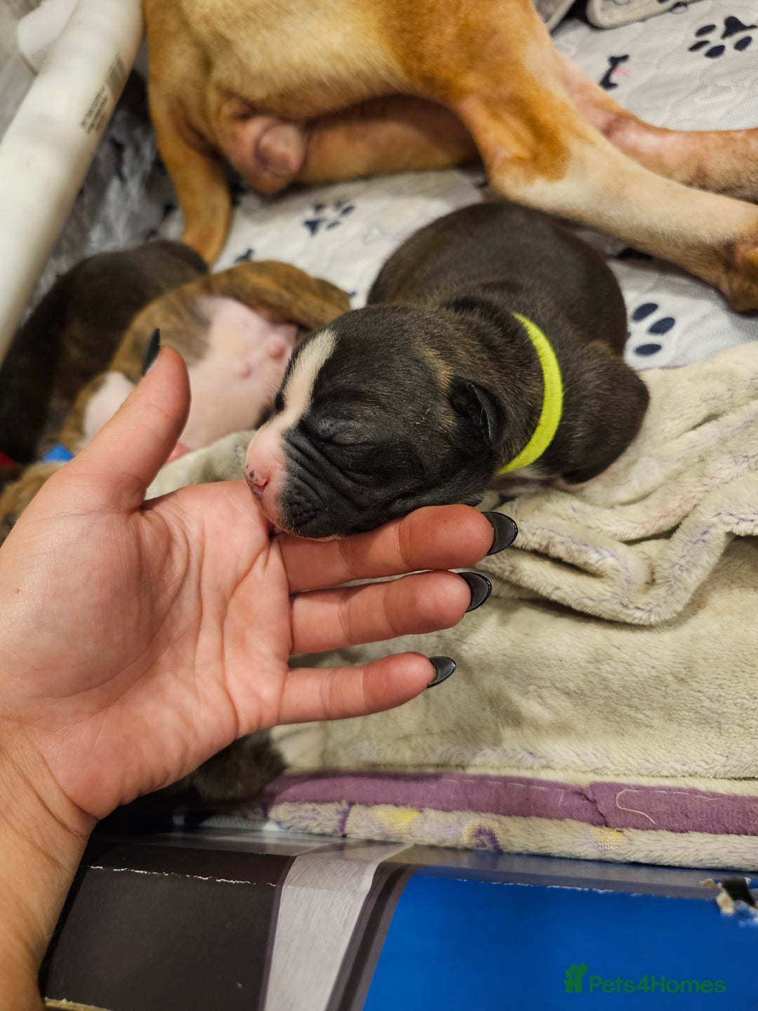 Staffordshire Bull Terrier dogs for sale: Beautiful Staffies looking for a good home - Image 5