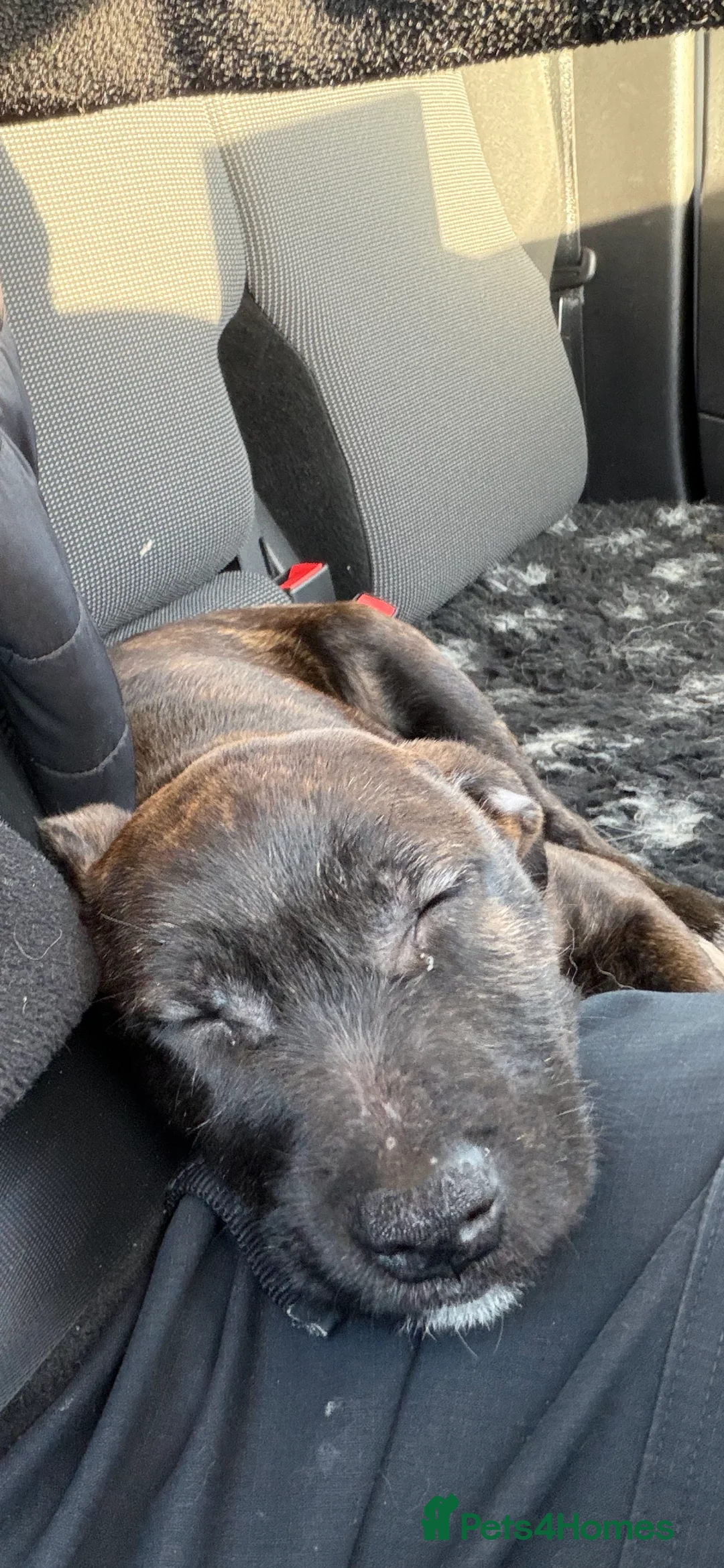 Mixed Breed dogs for sale: 15 weeks old terrier girl - Advert 6