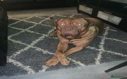 Dogue De Bordeaux dogs for stud: Dogue de Bordeaux For stud Enzo  - Image 20