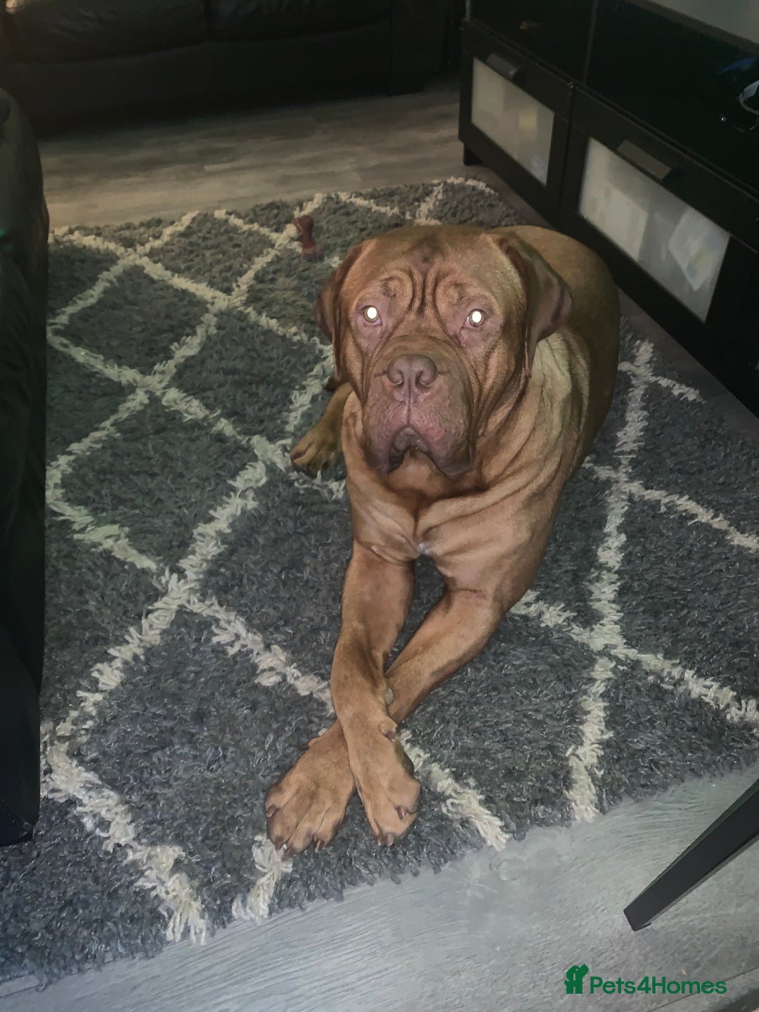 Dogue De Bordeaux dogs for stud: Dogue de Bordeaux For stud Enzo  - Image 20