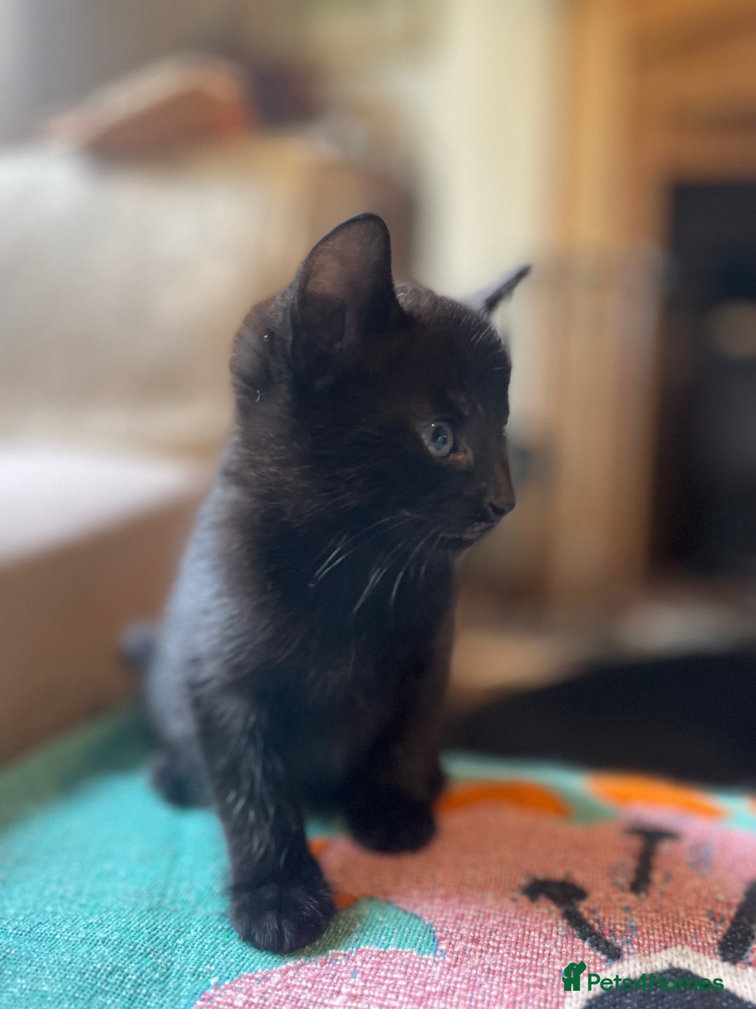 Mixed Breed cats for sale: Russian blue cross black and tabby kittens  - Advert 3