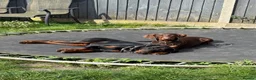 Dobermann dogs for sale:  Doberman puppies health tested 5* license  - Advert 13