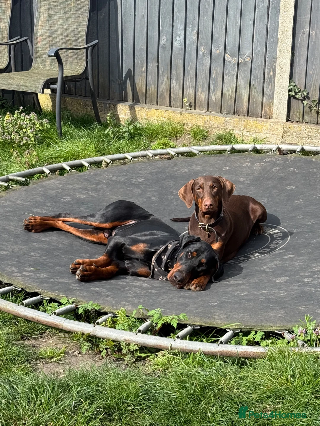 Dobermann dogs for sale:  Doberman puppies health tested 5* license  - Advert 13