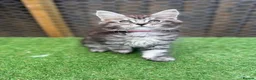 Maine Coon cats for sale: Blue smoke kittens from champion blood line - Advert 4
