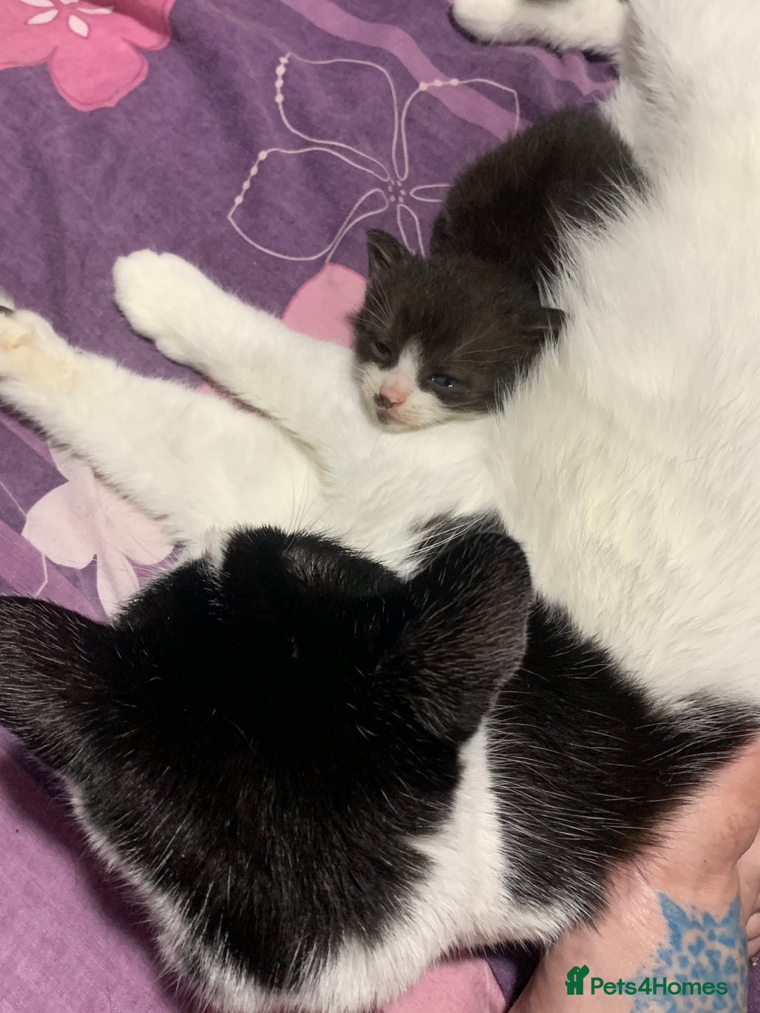 British Shorthair cats for sale: Panda and beautiful boy - Image 2