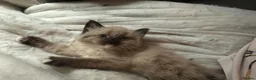 Mixed Breed cats for sale: Ragdoll cross bengal kittens in Southampton - Advert 5