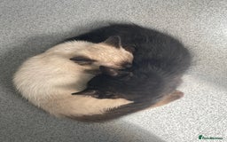 Bengal cats for sale: 3 black and 3 bengal kittens (1 male) - Image 18
