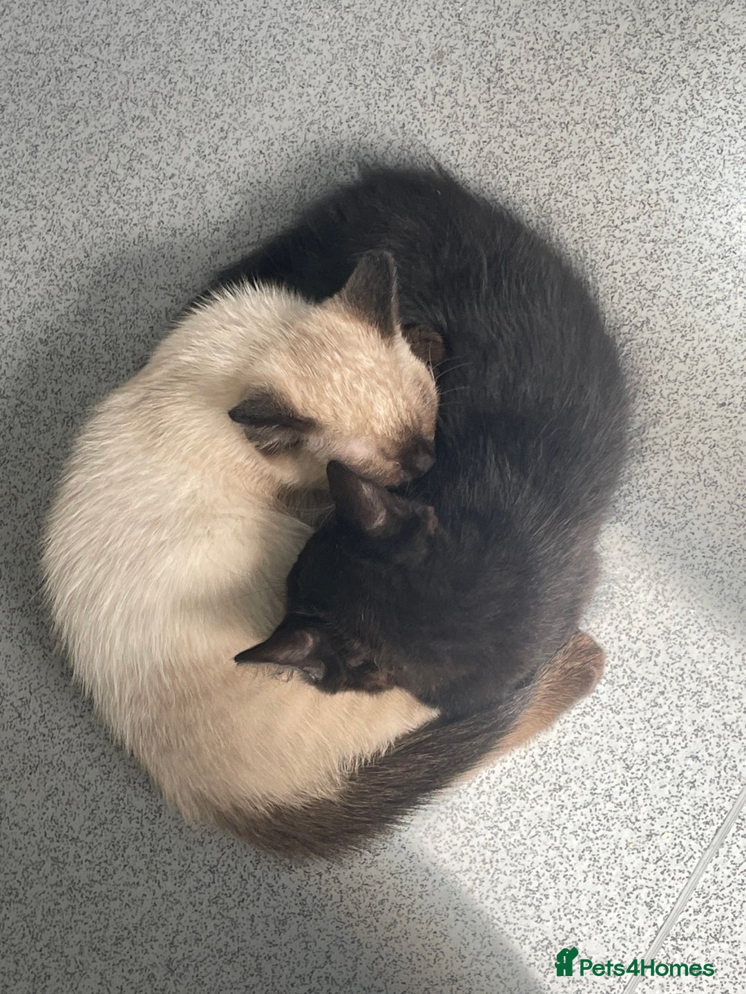 Bengal cats for sale: 3 black and 3 bengal kittens (1 male) - Image 18