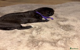 Mixed Breed dogs for sale: 3/4 bedlington  - Image 10