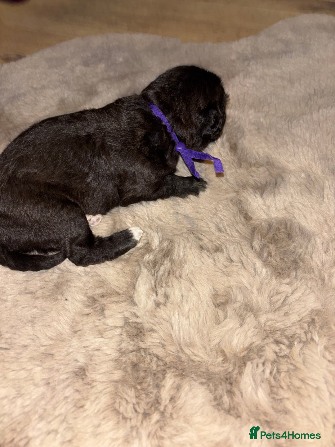 Mixed Breed dogs for sale: 3/4 bedlington  - Image 10