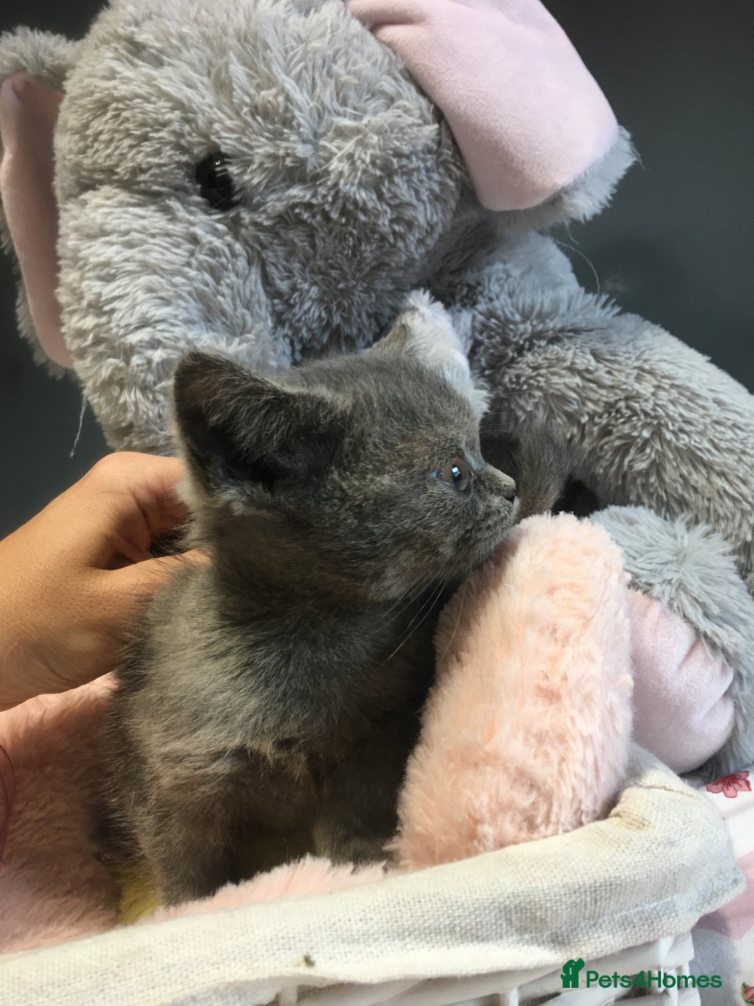 British Shorthair cats for sale: Stunning fluffy kittens  - Image 32