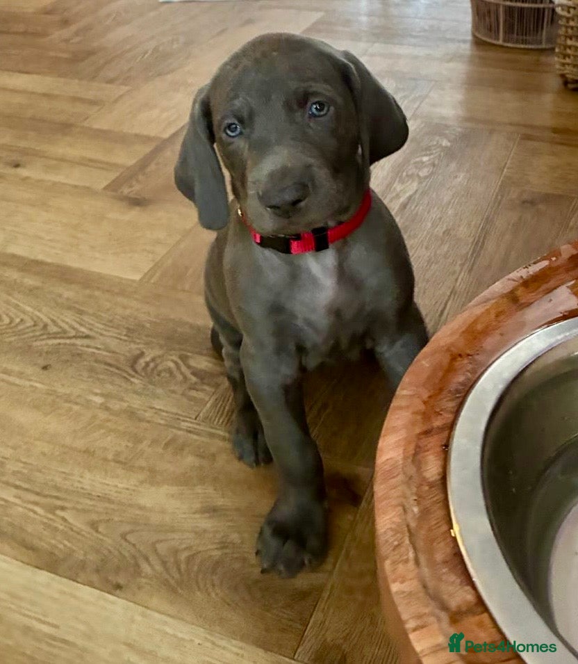 Weimaraner dogs KC Reg Weimaraner Puppies Silver & Blue - Advert 2