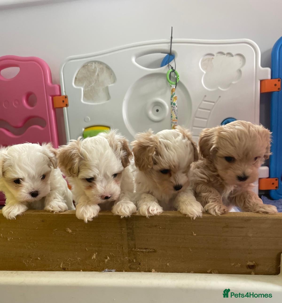 Maltipoo dogs F1 Korean Toy Maltipoo, Dna health tested mum - Advert 3