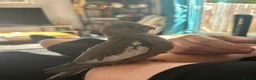 Cockatiels birds for sale: Fifi (1 year female) & Brook (10 month male) in Horsham - Advert 20