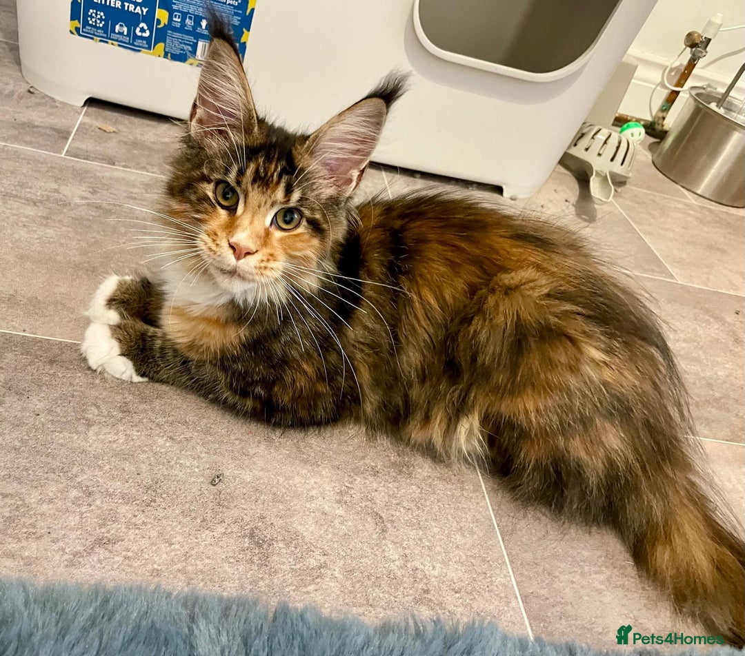 Maine Coon cats for sale: Maine coon kittens  - Advert 4