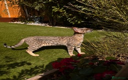 Savannah cats for sale: Beautiful F4 True to Type Savannah - Image 7