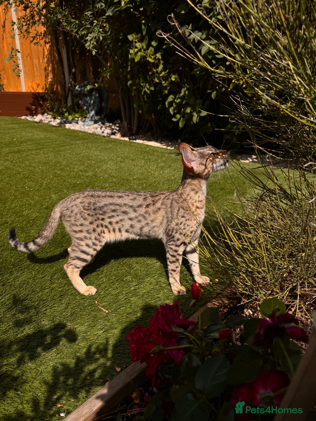 Savannah cats for sale: Beautiful F4 True to Type Savannah - Image 7