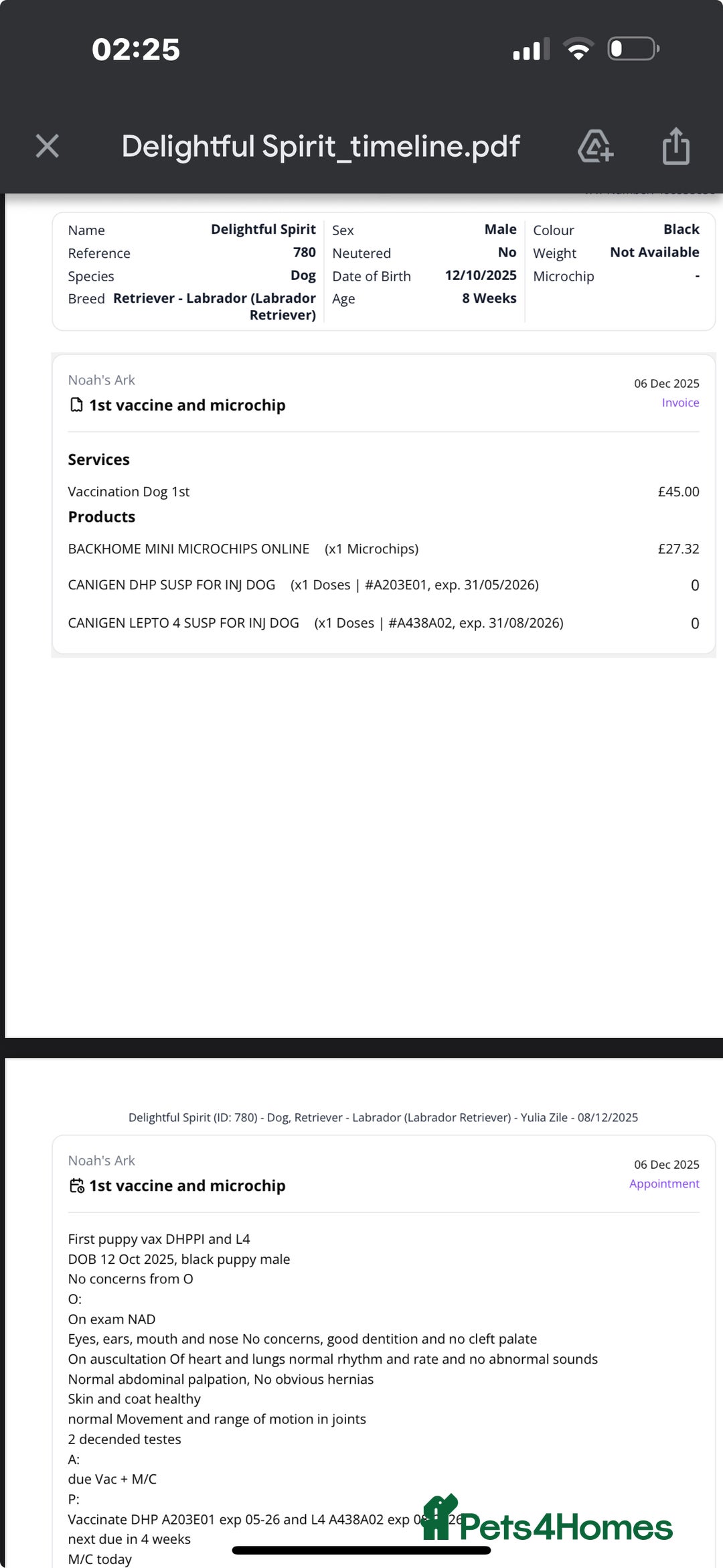 Labrador Retriever dogs for sale: KC Fully Health Tested Outstanding Working Line - Advert 39