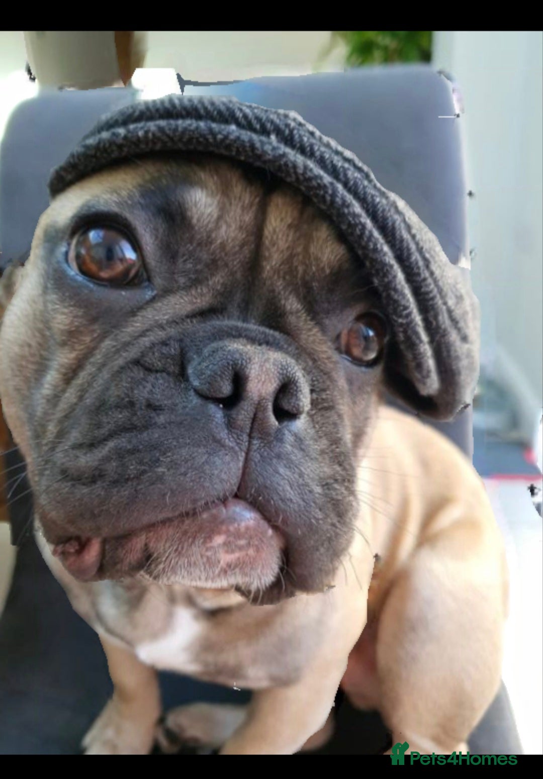 French Bulldog dogs for sale: French Bulldog - Advert 3