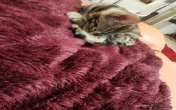 European cats for sale: 7 Lovely tabby kittens for sale - Image 20