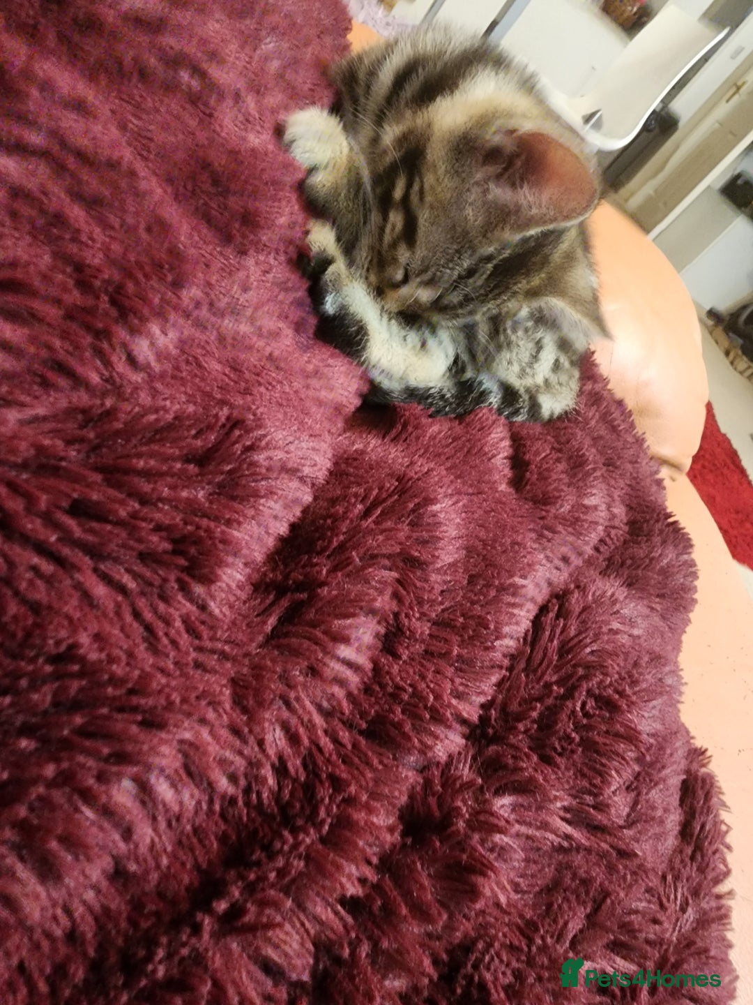 European cats for sale: 7 Lovely tabby kittens for sale - Image 20
