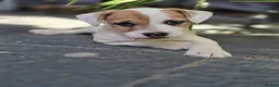 Jack Russell dogs for sale: One beautiful Jack Russel puppy - Advert 1