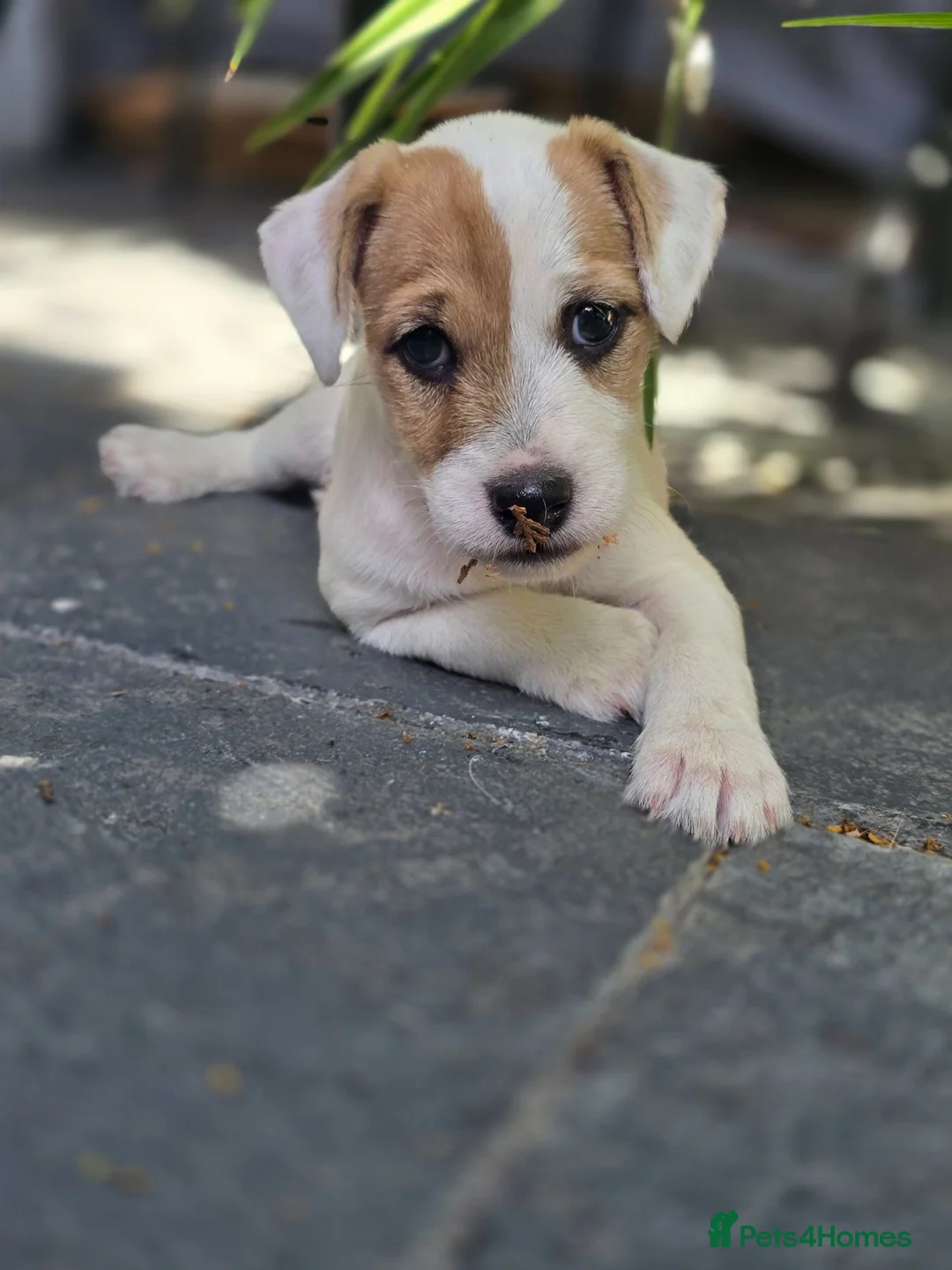 Jack Russell dogs for sale: One beautiful Jack Russel puppy - Advert 1