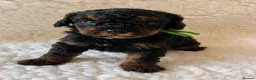 Cavapoo dogs for sale: Amazing Quality f1b Toy Cavapoo babies  - Advert 10