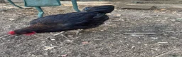 Chickens poultry for sale: Blue Maran cockerel  in Saffron Walden - Advert 5