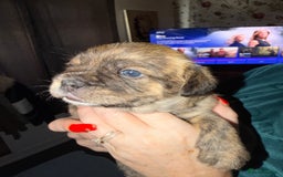 Mixed Breed dogs for sale: 💙2 Lovely male French bulldogs mixed💙  - Image 9
