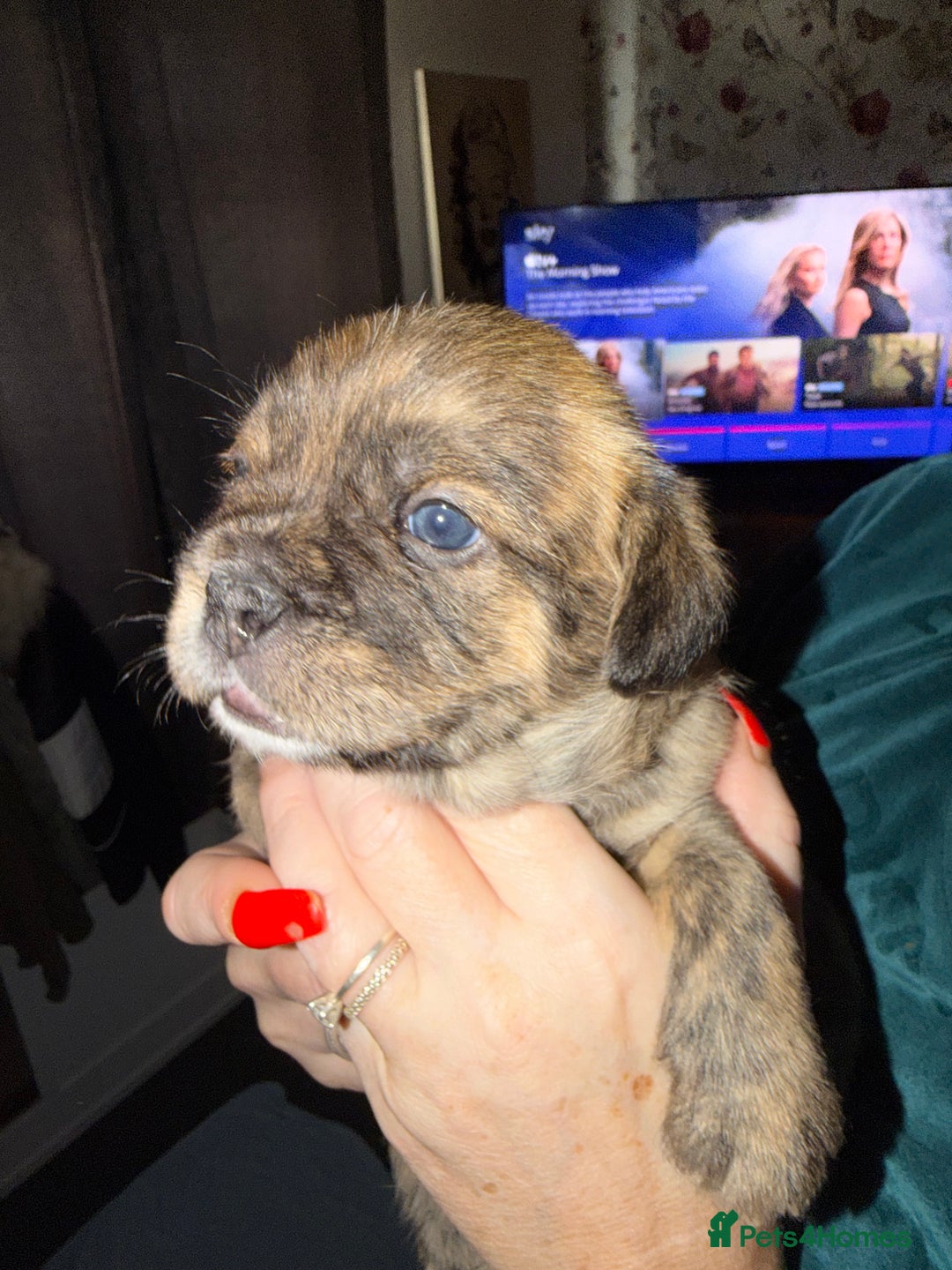 Mixed Breed dogs for sale: 💙2 Lovely male French bulldogs mixed💙  - Image 9