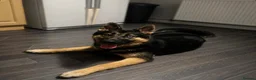 Mixed Breed dogs for sale: King (German shepherd cross Alaskan malamute) in Edinburgh - Advert 10