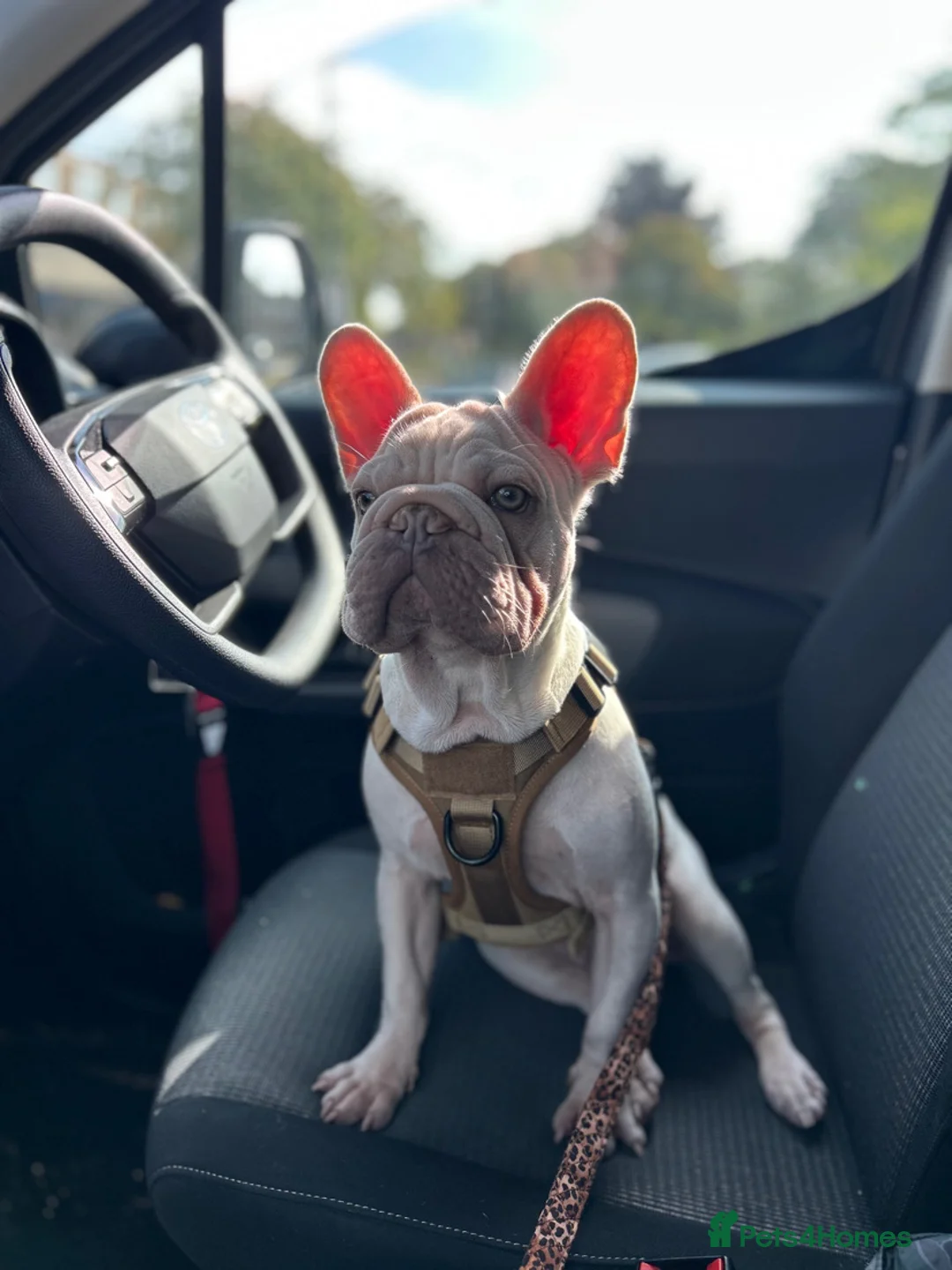French Bulldog dogs for sale: French bulldog  - Advert 18
